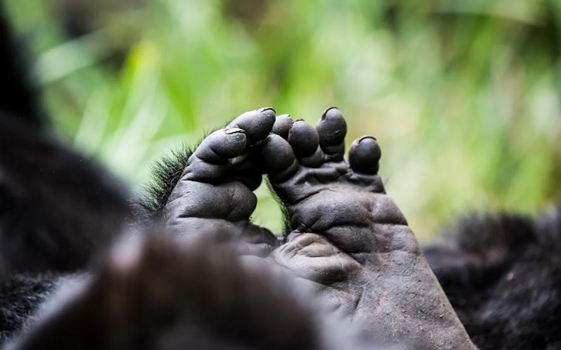 7 Day Land of a Thousand Hills Rwanda Gorilla & Safari Tour